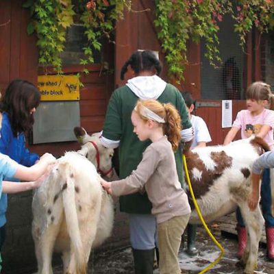 volunteering-mini-farmers-washing-goats_CMYK